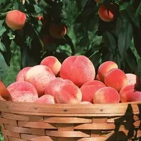桃子李子杏子三种水果的挑选方法