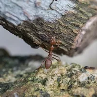 被红火蚁咬了会死人吗？2021年我国红火蚁入侵了哪些省份？