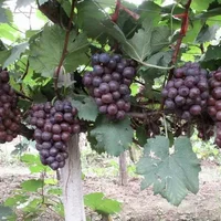 夏黑葡萄的种植技术-夏黑葡萄的功效与作用