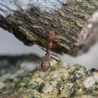 红火蚁入侵中国的时间是什么时候？消灭红火蚁用什么药？