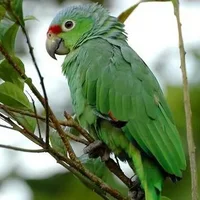 红额亚马逊鹦鹉的简介 红额亚马逊鹦鹉的产地