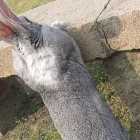 金吉拉兔的产地-金吉拉兔有哪些品种？