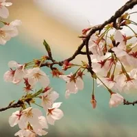 武汉大学来赏樱花 让青春放肆的飞扬！