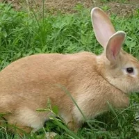 太行山兔多少钱能够买到？