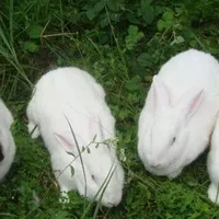伊拉兔的饲养环境-伊拉兔的经营管理