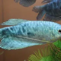 宝石鱼的简介-宝石鱼的品种介绍