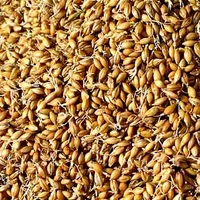 麦芽的营养价值-麦芽的功效与作用