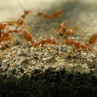 红火蚁是怎么到中国的？怎么消灭红火蚁？