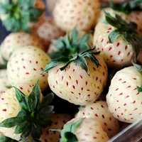食用菠萝莓的注意事项-菠萝莓的功效与作用