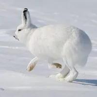北极野兔的繁殖能力-北极兔的护理