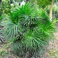 棕竹对家居环境的影响-棕竹的风水学应用