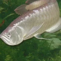 银龙鱼的鱼缸摆放位置-银龙鱼的风水学应用
