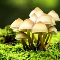 蘑菇的功效 蘑菇的做法