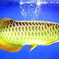 红尾金龙鱼的简介-红尾金龙鱼的特征