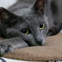 俄罗斯蓝猫的简介-俄罗斯蓝猫的生活习性
