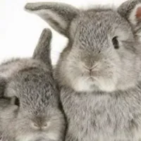 多瓦夫兔的产地-多瓦夫兔的价格