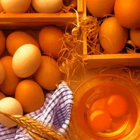 鸡蛋吃太多会出现“蛋白质中毒综合征”