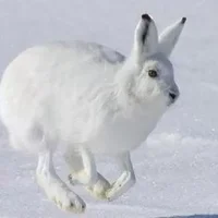 北极兔的简介-北极兔是什么？