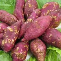 红薯的营养价值-红薯的功效与作用