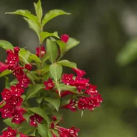 仙人指与家居风格的搭配-仙人指在家居中的作用