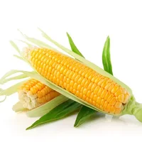 吃玉米可以软化动脉血管-脑血管堵塞吃哪些蔬菜好？