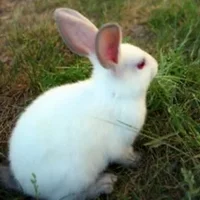 佛州白兔的生活环境-佛州白兔的护理