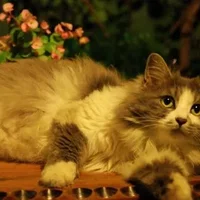挪威森林猫的简介-挪威森林猫怎么养？
