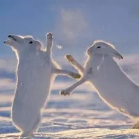 北极兔的产地-北极兔的生存技能介绍
