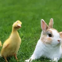 琉球兔的简介-琉球兔是什么兔子？