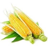 水果玉米的营养价值-水果玉米的种植技术