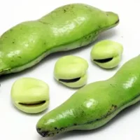 蚕豆的营养价值、功效与作用-蚕豆的做法大全