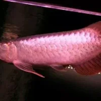 印尼辣椒红龙鱼的简介-印尼辣椒红龙鱼如何繁殖？