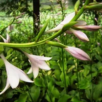 玉簪花的风水学应用-玉簪花的养殖方法
