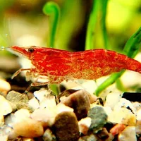 樱花虾的形态特征-樱花虾的繁殖与饲养
