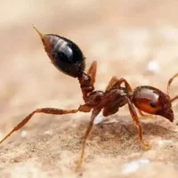 被红火蚁咬了怎么消肿止痒？用什么药可以杀死红火蚁？