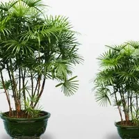 棕竹的养护技巧-棕竹的特征
