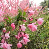 海棠花对家居环境的影响-海棠花的作用