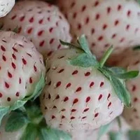 菠萝莓的营养价值-菠萝莓的功效与作用