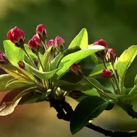 海棠花的介绍-海棠花的养护