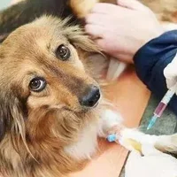 狗狗打针多少钱一针 给狗狗打疫苗要注意的事项