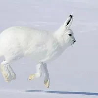 北极兔怎么养？北极兔是怎么生存的？