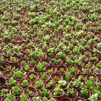 筒叶花月的风水学应用-筒叶花月的养殖方法