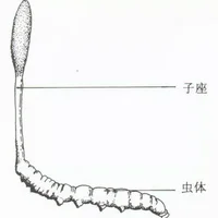 冬虫夏草是什么？冬虫夏草的功效与作用及食用方法