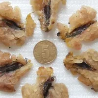 蛤蟆油的功效与作用-蛤蟆油怎么吃(一)