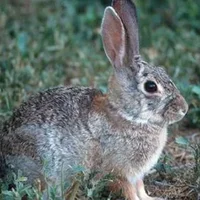 沙漠棉兔怎么养？沙漠棉兔吃什么？