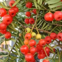 红豆杉的功效与作用-红豆杉的药用价值