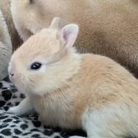 雷克斯兔的简介-雷克斯兔是什么兔子？