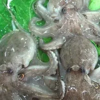 章鱼的头可以吃吗？吃章鱼有哪些好处？