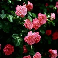 蔷薇的介绍-蔷薇对家居环境的影响