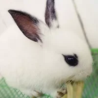 海棠兔怎么养？海棠兔的养殖方法